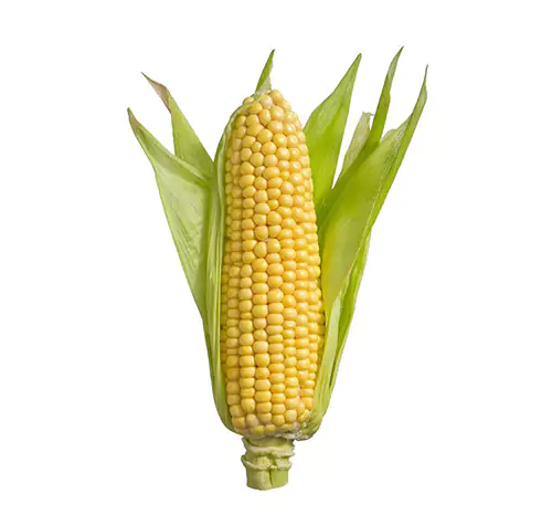 frozen corn