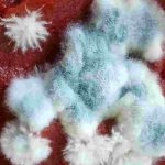 تاثیر نمک در رب گوجه فرنگی