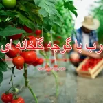 رب گوجه فرنگی گلخانه ای