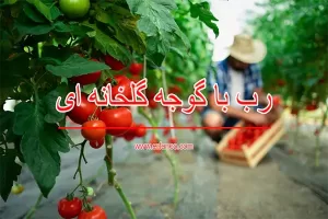 رب گوجه فرنگی گلخانه ای