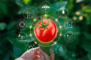 تاثیر رب گوجه‌فرنگی بر محیط زیست